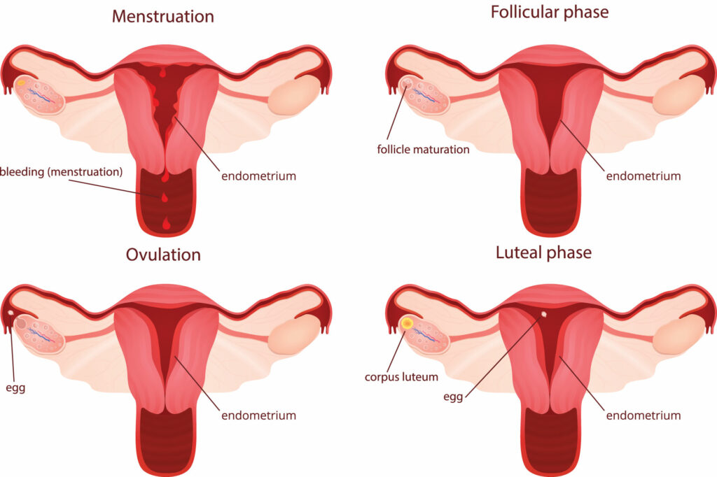 Cycle menstruel et acupuncture à Paris - Dr Nguyen