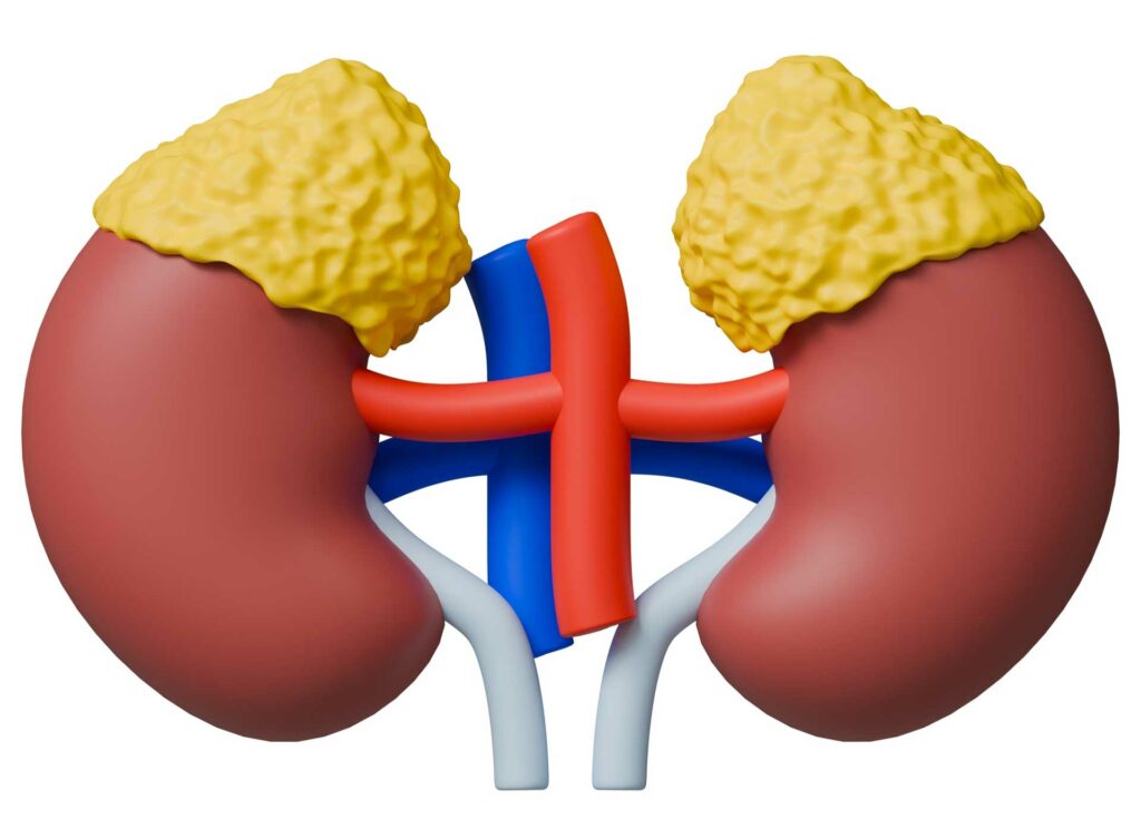 Acupuncture et Fatigue des surrénales